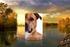 Från nationalsymbol till mördarhund en rasbeskrivning av Amerikansk Pitbull terrier