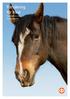Försäkring för häst. Produktbeskrivning Försäkringsvillkor