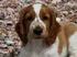 Welsh Springer Spaniel-klubben