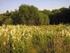 Hydrophilous tall herb fringe communities of plains and of the montane to alpine levels