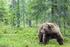 Licensjakt efter björn i Dalarnas län 2016