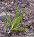 Groblad (Plantago major) Tusensköna (Bellis perennis) Krypnarv (Sagina procumbens) Lär känna dina vanliga ogräs. Faktablad Integrerat växtskydd