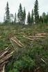 Forest regeneration in Sweden