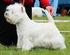 WestieAlliansen. Rasklubben för West Highland White Terrier. Ordförande hälsar alla välkomna och förklarar mötet för öppnat.