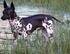 Grupp 6 BLUETICK COONHOUND Nordisk Kennel Union