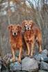 Fastställda av SKK att gälla för nova scotia duck tolling retriever vid tollingjaktprov fr.o.m t.o.m