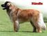 LEONBERGER. Grupp 2. FCI-nummer 145 Originalstandard FCI-Standard ; tyska SKKs Standardkommitté