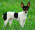 AMERICAN TOY FOX TERRIER