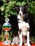 Grupp 1 BORDER COLLIE Nordisk Kennel Union