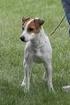 JACK RUSSELL TERRIER