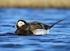 Changes in numbers and distribution of wintering Long-tailed Ducks Clangula hyemalis in Swedish waters during the last fifty years
