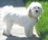 Grupp 9 BICHON HAVANAIS Nordisk Kennel Union