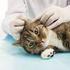 Stress hos katter vid veterinärbesök