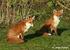 Interference Competition. Arctic and Red Foxes. between. Bodil Elmhagen