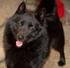 Grupp 1 SCHIPPERKE Nordisk Kennel Union