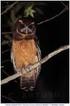 Density fluctuations in an urban population of Tawny Owl Strix aluco: a long-term study in Rome, Italy