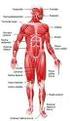 Anatomi-Fysiologi. Fundamentals of Anatomy and Physiology, kap. 23 (s ): Dick Delbro. Vt-11