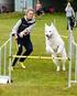 Årets hund Agility. Placering Hund - Ägare Poäng