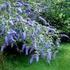 Buddleja davidii 'Border Beauty' Buddleja Fjärilsbuske C mörkviolett m