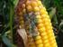OCCURRENCE OF MOULD AND MYCOTOXINS IN SWEDISH MAIZE SILAGE A PILOT STUDY