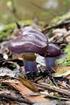 Cortinarius armeniacus Fr. (aprikos-spindling) och dess omgivning