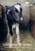 Effekten av tidig interaktion mellan ko och kalv på kalvens tillväxt, foderintag och beteende och kons mjölkproduktion