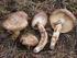 Goliatmusseron (Tricholoma matsutake)