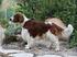 RASSPECIFIK AVELSSTRATEGI FÖR WELSH SPRINGER SPANIEL