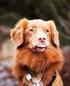 Raskompendium. Nova Scotia Duck Tolling Retriever