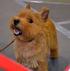 NORWICHTERRIER. J. Campin