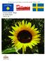 Revistë mujore për fëmijë, të rinjë dhe prindër, shtator, Dituria. E boton QKSH Migjeni Borås-Suedi Viti II, Nr. 7