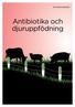 #AntibiotikaSkolan. Antibiotika och djuruppfödning