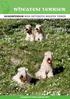 Wheaten terrier RASKOMPENDIUM IRISH SOFTCOATED WHEATEN TERRIER