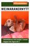 Svenska Weimaranerklubben. JUNI 2017 Nr 2. Svenska Weimaranerklubbens medlemstidning Årgång 37