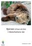 Björnen Ursus arctos. i Västerbottens län