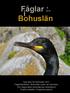 Fåglar Bohuslän