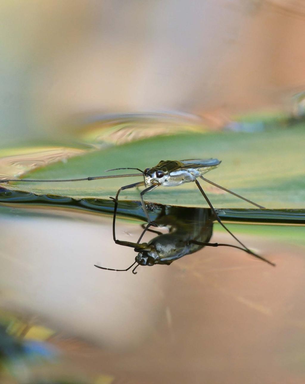 Skräddare (Gerridae) är som grupp välkänd för de flesta men kunskapen om de enskilda arterna har varit förvånansvärt bristfällig i Sverige. Denna artikel och en ny digital artnyckel (artnyckeln.