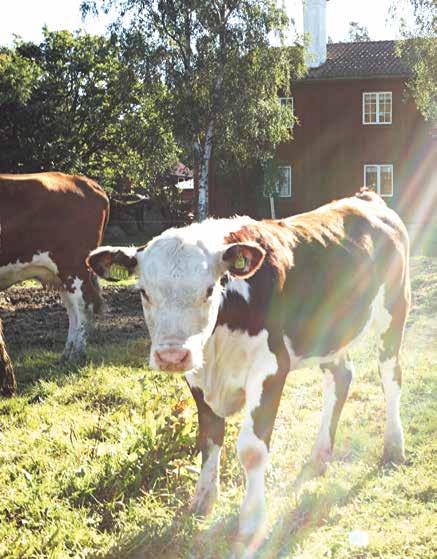 1500-talsarv som flyttades efter brand Gården har troligen sitt ursprung redan i medeltiden och finns dokumenterad i arkivhandlingar från år 1542.