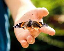 Varje vecka på naturum 17 juni - 16 augusti Måndag Spångsafari Måndagar kl 14-15 start naturums entré.