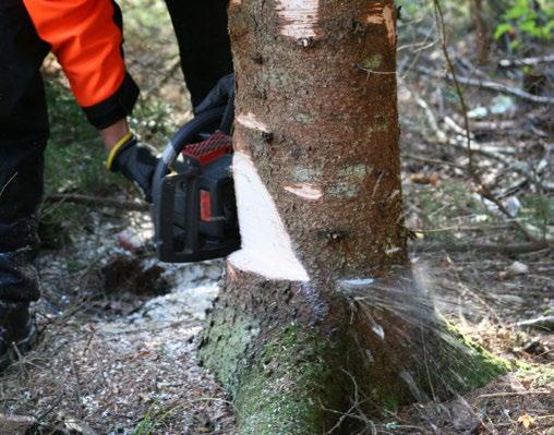 Säker Skog På www.sakerskog.se kan du få tips om säkerhet och att jobba i skogen. Är din motorsåg säker? Här följer några viktiga och grundläggande punkter.