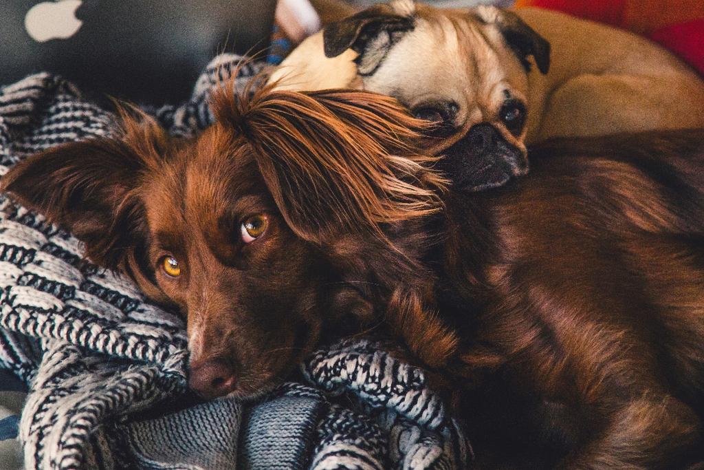 Fakulteten för veterinärmedicin och husdjursvetenskap Institutionen för biomedicin och veterinär folkhälsovetenskap Har intraartikulär stamcellsbehandling en klinisk effekt, med avseende på