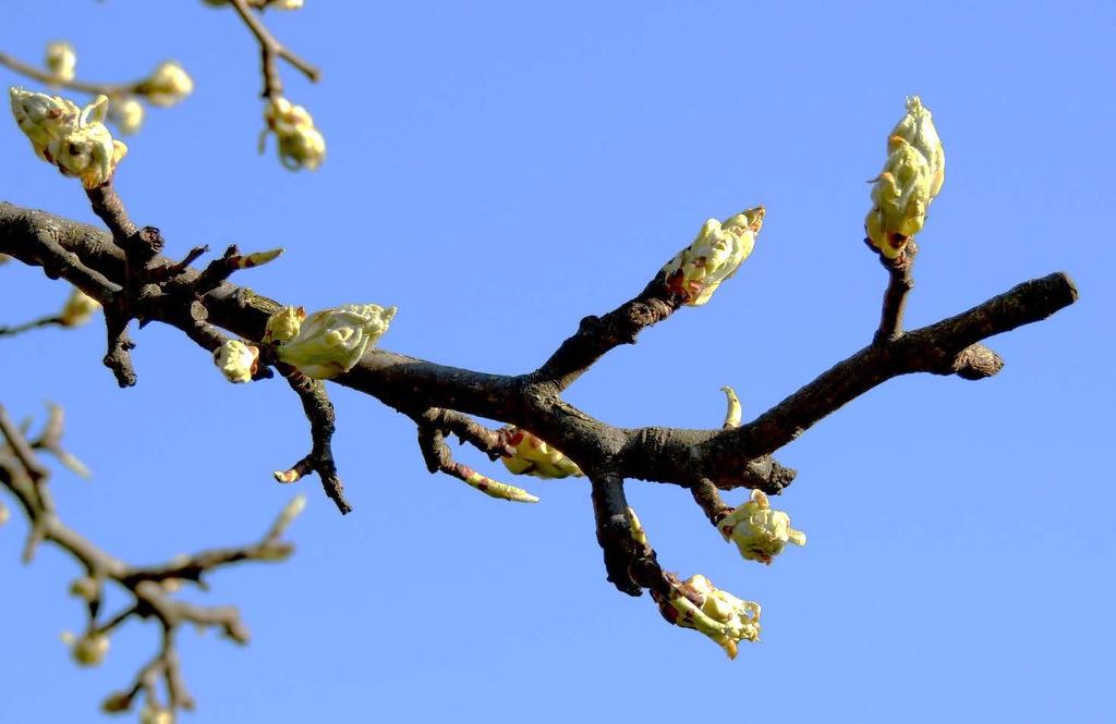 1 T-Journalen Nr 2 - maj 2018 Våren är äntligen på väg Foto: Per Z Innehållet i detta nummer: OBS! Medlemsutflykt lördag 26 maj. Se sista sidan!