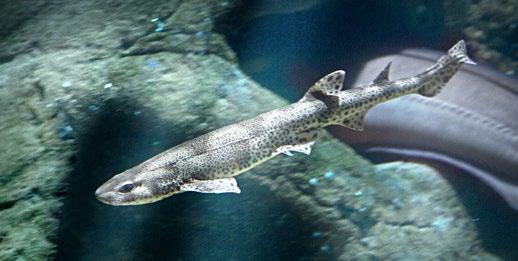 See the fascinating local species from lesser-spotted catshark to the grey gurnard. Let s dive! havetshus.