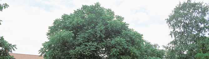 Populus