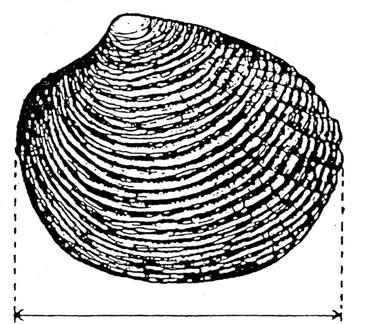 (Palinurus spp.