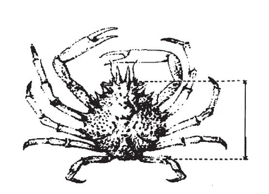 Figur 6 Spindelkrabbor