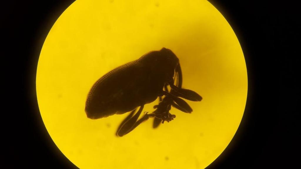 Fakulteten för landskapsarkitektur, trädgårdsoch växtproduktionsvetenskap Blygrå rapsvivelns (Ceutorhynchus obstrictus) aktivitet i skånska rapsfält - dess påverkan på skador av skidgallmygga