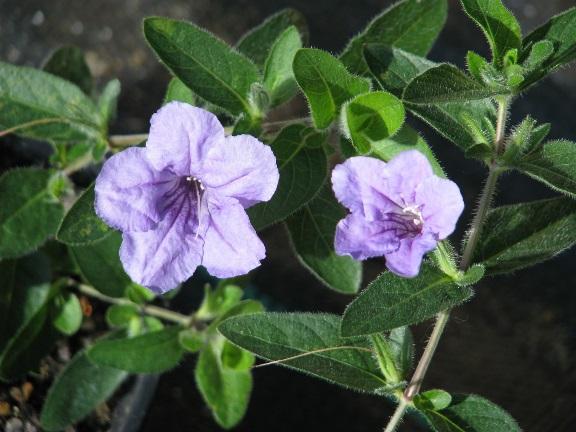 Viss sortförädling pågår för att ersätta populära men invasiva trädgårdsväxter Exempel: Släktet Ruellia ( Mexican petunia ). Är starkt invasiv i flera delstater i USA.