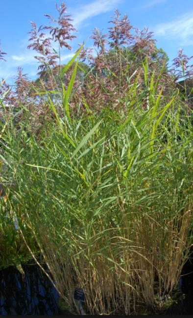Bladvass (Phragmites australis) Finns som maxipluggplanta, dess höjd är 100 400 cm och blommar augusti till september.