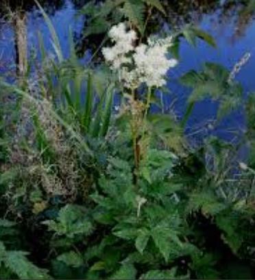 Fackelblomster (Lythrum salicaria) Fackelblomster finns som både maxi- och örtpluggsplanta, dess höjd är 40 150 cm och